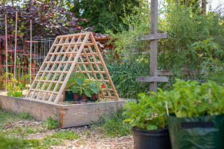 Photo for Trellises can maximize space and yield in a garden. A cedar trellis can be a beautiful additional and also provide important support to climbing and vining plants, taking advantage of vertical space - Royalty Free Image