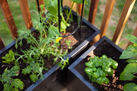 Foto de Hierbas y verduras crecen en macetas de metal negro en un patio soleado, creando un jardín en un pequeño espacio. - Imagen libre de derechos