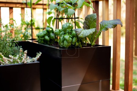 Foto de Hierbas y verduras crecen en macetas de metal negro en un patio soleado, creando un jardín en un pequeño espacio. - Imagen libre de derechos