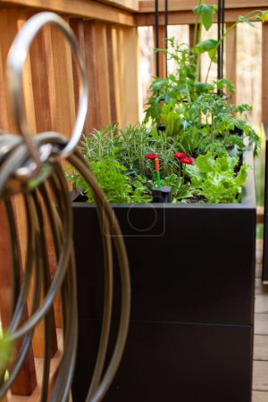 Foto de Las hierbas y verduras crecen en macetas de metal negro en un patio soleado, creando un jardín en un espacio pequeño. Una manguera y un carrete de manguera están en primer plano. - Imagen libre de derechos