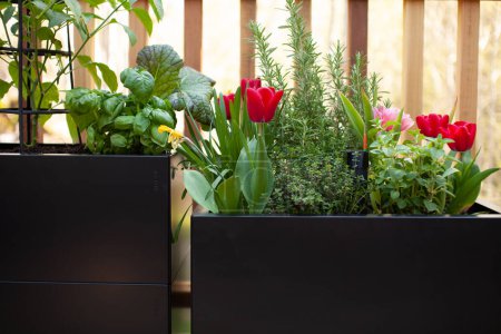 Foto de Los tulipanes de primavera y las hierbas crecen en macetas de metal negro en un patio soleado, creando un jardín en un pequeño espacio. - Imagen libre de derechos