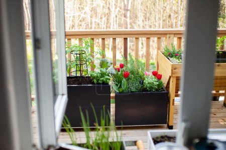 Foto de Visto desde la ventana de la cocina están los tulipanes de primavera, hierbas y verduras comienza plantado en macetas de metal patio. Mantenga su jardín cerca de su cocina para utilizar su cosecha. - Imagen libre de derechos