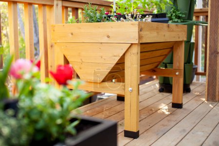 Téléchargez les photos : Une vue printanière d'une jardinière patio en bois surélevée - en image libre de droit