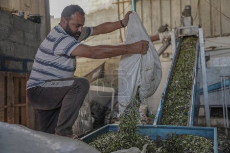 Téléchargez les photos : Olive pressant sur les vieilles routes. 2 novembre 2022, Gaza, Palestine : Des Palestiniens à Gaza pressent des olives à l'aide de vieilles machines, et cette profession est héritée des ancêtres et considérée comme une source de revenus - en image libre de droit
