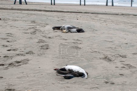 Foto de El brote de gripe aviar en Lima. 6 de diciembre de 2022, Lima, Perú: El alcalde del Distrito de Miraflores (Lima), Luis Molina Arles, anunció hoy la restricción del acceso de los bañistas a las ocho playas del distrito - Imagen libre de derechos