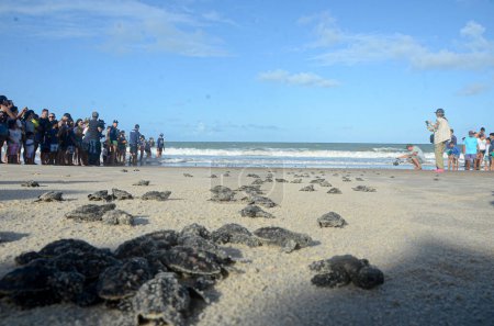 Téléchargez les photos : Projet sur les tortues marines. 11 mars 2023, Maxaranguape, Rio Grande do Norte, Brésil : Le projet sur les tortues marines a relâché plus de 100 tortues imbriquées dans la mer à la plage de Caraubas, dans la RN de Maxaranguape, samedi (11). - en image libre de droit