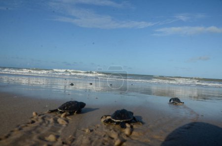 Foto de Proyecto Tortugas Marinas. 11 de marzo de 2023, Maxaranguape, Rio Grande do Norte, Brasil: El Proyecto Tortugas Marinas lanzó al mar más de 100 tortugas carey en la playa de Caraubas en Maxaranguape RN, el sábado (11). - Imagen libre de derechos