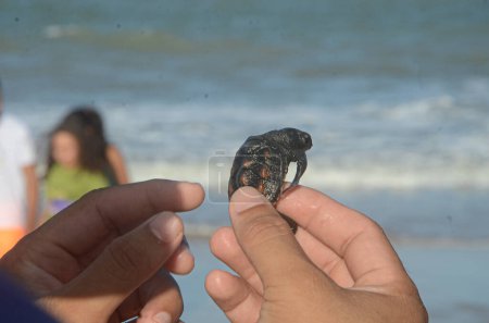 Photo for Sea Turtles Project. March 11, 2023, Maxaranguape, Rio Grande do Norte, Brazil: The Sea Turtles Project released more than 100 hawksbill turtles into the sea at Caraubas beach in Maxaranguape RN, on Saturday (11). - Royalty Free Image