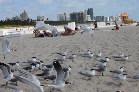 Téléchargez les photos : Vue de Miami Beach. 31 mars 2023, Miami, Floride, USA : Les gens sont vus à Miami Beach le vendredi (31) profitant de l'air frais, bronzant tandis que d'autres nagent et pratiquent des sports et quelques exercices - en image libre de droit