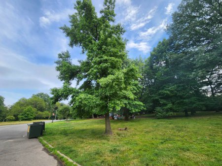 Photo for Movement in Brooklyn Park. June 24, 2023, Brooklyn, New York, USA: Big family outing on Saturday (24) afternoon in Prospect Park. - Royalty Free Image