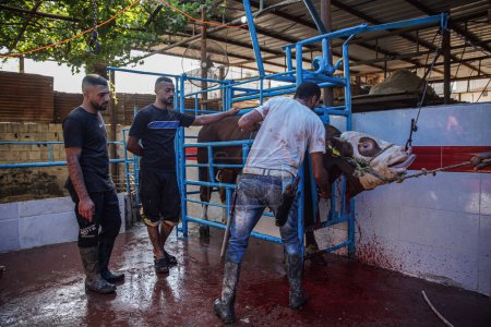 Téléchargez les photos : (INT) Abattage d'animaux sacrifiés à Gaza pour célébrer l'avènement de l'Aïd al-Adha après la fin des rituels du Hadj. 28 juin 2023, Gaza, Palestine : A Gaza, ils abattent des vaches et des animaux qui sont autorisés pour le sacrifice. - en image libre de droit