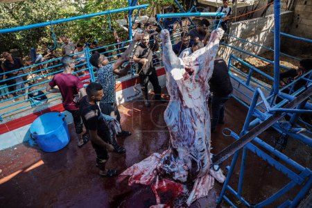 Foto de (INT) Masacre de animales sacrificados en Gaza para celebrar el advenimiento de Eid al-Adha después del final de los rituales del Hayy. 28 de junio de 2023, Gaza, Palestina: En Gaza, sacrifican vacas y animales que están permitidos para el sacrificio. - Imagen libre de derechos