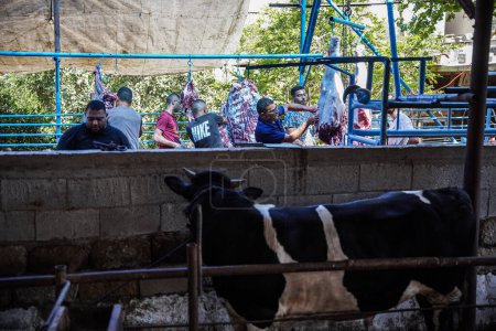 Téléchargez les photos : (INT) Abattage d'animaux sacrifiés à Gaza pour célébrer l'avènement de l'Aïd al-Adha après la fin des rituels du Hadj. 28 juin 2023, Gaza, Palestine : A Gaza, ils abattent des vaches et des animaux qui sont autorisés pour le sacrifice. - en image libre de droit