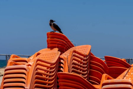 Foto de La vida cotidiana en Israel Verano 2023. 21 de julio de 2023, Tel Aviv, Israel: Un cuervo posado sobre las sillas de playa en la playa de Tel Baruch el 21 de julio de 2023 en Tel Aviv, Israel. - Imagen libre de derechos