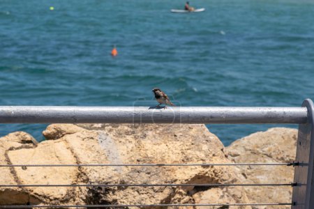 Foto de La vida cotidiana en Israel Verano 2023. 21 de julio de 2023, Tel Aviv, Israel: Un gorrión posado sobre la barandilla en la playa de Tel Baruch el 21 de julio de 2023 en Tel Aviv, Israel. - Imagen libre de derechos