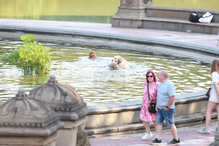 Photo for People enjoying A Sunny Day at Central Park. August 06, 2023, New York, USA: With a pleasant temperature, people are seen practicing sport, running, biking and jogging through the park while the dogs refresh themselves in the fountain - Royalty Free Image