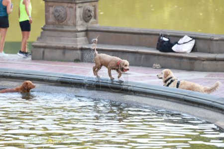 Photo for People enjoying A Sunny Day at Central Park. August 06, 2023, New York, USA: With a pleasant temperature, people are seen practicing sport, running, biking and jogging through the park while the dogs refresh themselves in the fountain - Royalty Free Image
