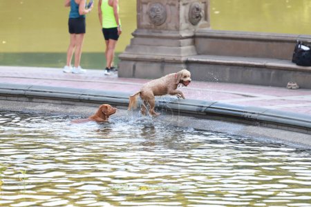 Téléchargez les photos : Les gens profitent d'une journée ensoleillée à Central Park. 06 août 2023, New York, USA : Avec une température agréable, les gens pratiquent le sport, la course, le vélo et le jogging dans le parc pendant que les chiens se rafraîchissent dans la fontaine - en image libre de droit