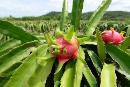 Photo for Dragon fruit or Pitaya plantation view - Royalty Free Image