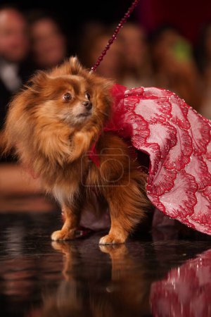 Photo for Anthony Rubio Summer/Spring 2024 Canine Couture and Women's Wear Collection. September 09, 2023. New York ,USA: In the heart of New York City, at the elegant Angel Orensanz Foundation, the fashion world eagerly gathered for a spectacular event - Royalty Free Image