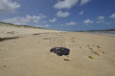 Foto de NATAL (RN), Brasil 24 / 09 / 2023 - Las manchas de petróleo se encuentran en la playa de Camurupim, Nisia Floresta, en la costa sur de RN. Investigadores del Proyecto Cetáceo Costa Branca recogieron muestras para analizar la sustancia. - Imagen libre de derechos