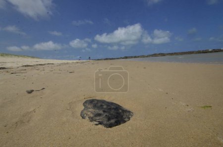 Téléchargez les photos : NATAL (RN), Brésil 24 / 09 / 2023 - On trouve des taches de pétrole sur la plage de Camurupim, Nisia Floresta, sur la côte sud de RN. Des chercheurs du projet Costa Branca Cetacean ont prélevé des échantillons pour analyser la substance. - en image libre de droit