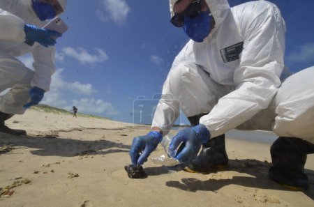 Photo for NATAL (RN), Brazil 09/24/2023 - Oil stains are found on Camurupim beach, Nisia Floresta, on the south coast of RN. Researchers from the Costa Branca Cetacean Project collected samples to analyze the substance. - Royalty Free Image