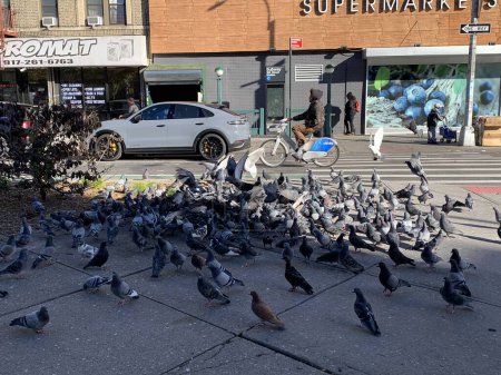 Téléchargez les photos : Survie des pigeons les plus aptes de New York. 20 novembre 2023, New York, USA : Survie des plus aptes parmi les pigeons qui se battent et se battent pour des morceaux de nourriture déposés par un passant à Washington Heights, New York, attirant ainsi les gens - en image libre de droit