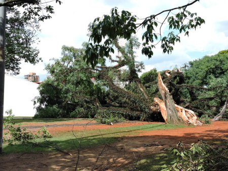 Téléchargez les photos : Sao Paulo (SP), Brésil 01 / 09 / 2024 - Le parc Ibirapuera a été rouvert au public vers 14h30 ce mardi (9) après avoir été fermé en raison des fortes pluies qui ont frappé la capitale de Sao Paulo en deuxième (8) - en image libre de droit