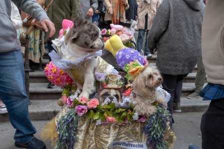 Photo for Easter Bonnet Parade. March 31, 2024, New York, New York, USA: Dogs with hats seen at the Easter Parade and Bonnet Festival 2024 outside St. Patrick's Cathedral along Fifth Avenue - Royalty Free Image