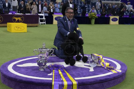 Photo for (NEW) Westminster Kennel Club Crowns Best In Show At Annual Dog Show. May 14, 2024, New York, New York, USA: Handler Kaz Hosaka poise with Surrey Sage, also known as Miniature Poodle from Houston, Texas - Royalty Free Image