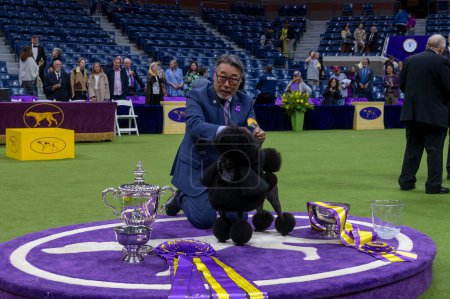 Photo for (NEW) Westminster Kennel Club Crowns Best In Show At Annual Dog Show. May 14, 2024, New York, New York, USA: Handler Kaz Hosaka poise with Surrey Sage, also known as Miniature Poodle from Houston, Texas - Royalty Free Image