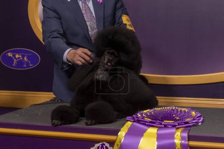 Photo for (NEW) Westminster Kennel Club Crowns Best In Show At Annual Dog Show. May 14, 2024, New York, New York, USA: Handler Kaz Hosaka with Surrey Sage, also known as a Miniature Poodle from Houston, Texas - Royalty Free Image