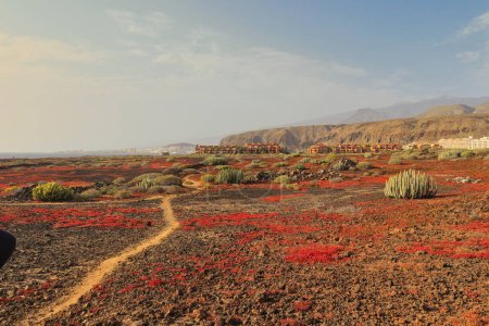 Téléchargez les photos : Au milieu du printemps, lorsque le barrille (Messembryanthemum) sèche, les laves de Rasca (Tenerife) deviennent rouges. - en image libre de droit