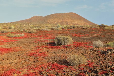Téléchargez les photos : Au milieu du printemps, lorsque le barrille (Messembryanthemum) sèche, les laves de Rasca (Tenerife) deviennent rouges. - en image libre de droit