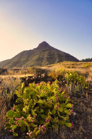Foto de Espécimen de cactus de pera espinosa (Opuntia ficus-indica) situado al pie del Roque de Imoqure. Ifonche, Tenerife, Islas Canarias - Imagen libre de derechos