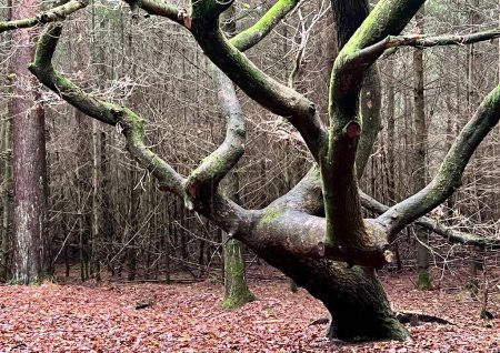 Téléchargez les photos : Gros plan d'un grand arbre ancien nu avec tronc et branches poussant dans la forêt boisée dans l'arboretum à Thetford East Anglia uk à la fin de l'automne automne avec des feuilles recouvrant le sol et des arbres poussant en arrière-plan - en image libre de droit