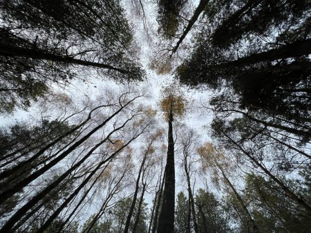 Téléchargez les photos : Paysage vue à angle bas de beaux arbres naturels forestiers dans la forêt de Norfolk regardant du sol à travers les feuilles séchées, les branches et les troncs jusqu'au fond gris du ciel d'hiver à la lumière du jour - en image libre de droit