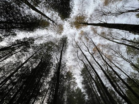 Téléchargez les photos : Paysage vue à angle bas de beaux arbres naturels forestiers dans la forêt de Norfolk regardant du sol à travers les feuilles séchées, les branches et les troncs jusqu'au fond gris du ciel d'hiver à la lumière du jour - en image libre de droit