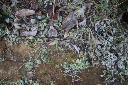 Téléchargez les photos : Close up of frost on reclaimed antique brick path in beautiful rural country organic garden the frozen white ice crystals on leaves moss lichen and grass on ground Winter icy landscape flat lay view - en image libre de droit