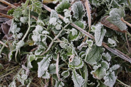 Téléchargez les photos : Close up of frozen leaves early cold morning in Winter ice white on ground frost coating the growth  in a domestic vegetable organic garden icy pattern on green foliage of strawberry plants flat lay - en image libre de droit
