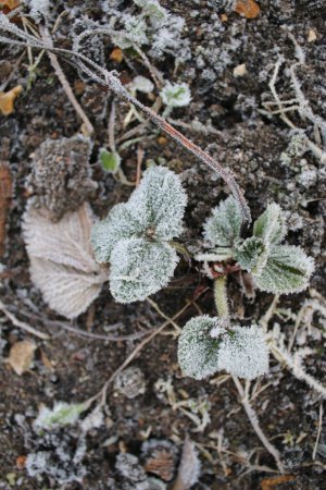 Téléchargez les photos : Close up of frozen leaves early cold morning in Winter ice white on ground frost coating the growth  in a domestic vegetable organic garden icy pattern on green foliage of strawberry plants flat lay - en image libre de droit