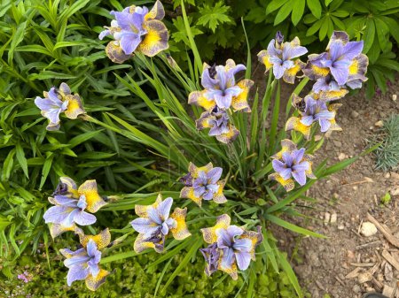 Téléchargez les photos : Paysage plat de belles fleurs d'été en pleine floraison, avec tiges d'iris pétale jaune pourpre, petite fleur d'aubergine feuillue et feuilles vertes de plantes dans le jardin biologique - en image libre de droit