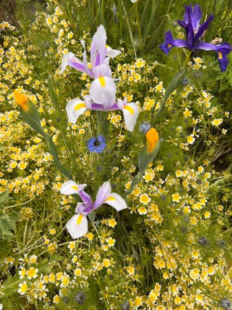 Téléchargez les photos : Paysage plat de belles fleurs d'été en pleine floraison, avec tiges d'iris pétale jaune pourpre, petite fleur d'aubergine feuillue et feuilles vertes de plantes dans le jardin biologique - en image libre de droit