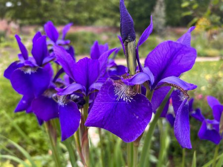 Téléchargez les photos : Gros plan d'iris les fleurs violettes en pleine floraison lit de fleurs avec des pétales jaune mauve vibrant et fortes tiges vertes et feuilles dans le jardin clos campagne anglaise en été - en image libre de droit