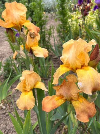 Téléchargez les photos : Gros plan d'iris les fleurs blanches jaunes en pleine floraison lit de fleurs avec des pétales vibrants et des tiges et feuilles vertes fortes dans le jardin clos de campagne anglaise en été - en image libre de droit