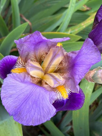 Téléchargez les photos : Gros plan d'iris les fleurs lilas pourpres en pleine floraison lit de fleurs avec des pétales mauves vibrants et des tiges et feuilles vertes fortes dans le jardin clos de campagne anglaise en été - en image libre de droit