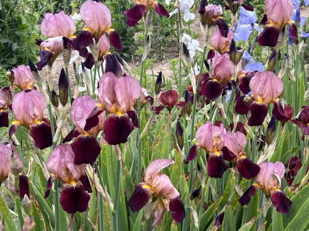 Téléchargez les photos : Gros plan d'iris les belles fleurs rose marron lilas en pleine floraison lit de fleurs avec des pétales de couleur vibrante et des tiges et feuilles vertes fortes dans le jardin clos campagne anglaise en été - en image libre de droit