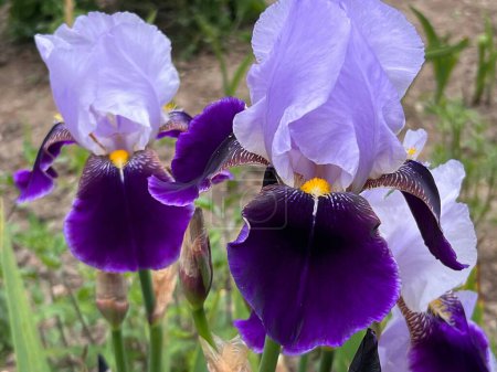 Téléchargez les photos : Gros plan d'iris les fleurs lilas pourpres en pleine floraison lit de fleurs avec des pétales mauves vibrants et des tiges et feuilles vertes fortes dans le jardin clos de campagne anglaise en été - en image libre de droit