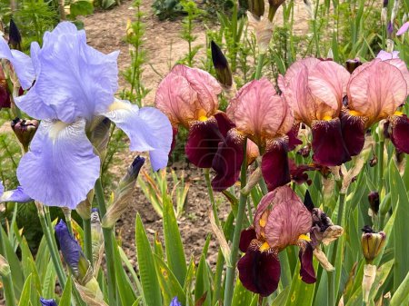 Téléchargez les photos : Gros plan d'iris les belles fleurs rose marron lilas en pleine floraison lit de fleurs avec des pétales de couleur vibrante et des tiges et feuilles vertes fortes dans le jardin clos campagne anglaise en été - en image libre de droit